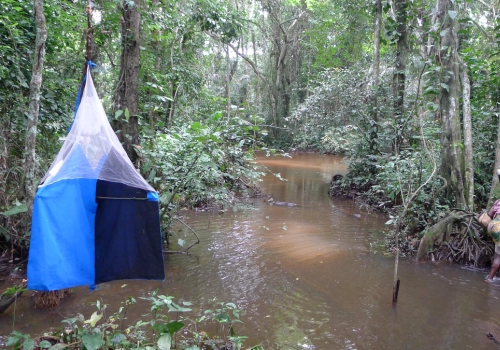 Trap on a river in DRC
