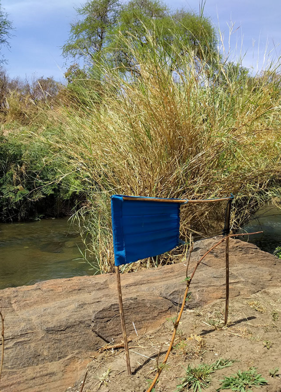 Tseste Fly Target Tiny Targets for Tsetse Control | Innovative Vector Management Solutions